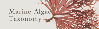 Marine Algae Taxonomy