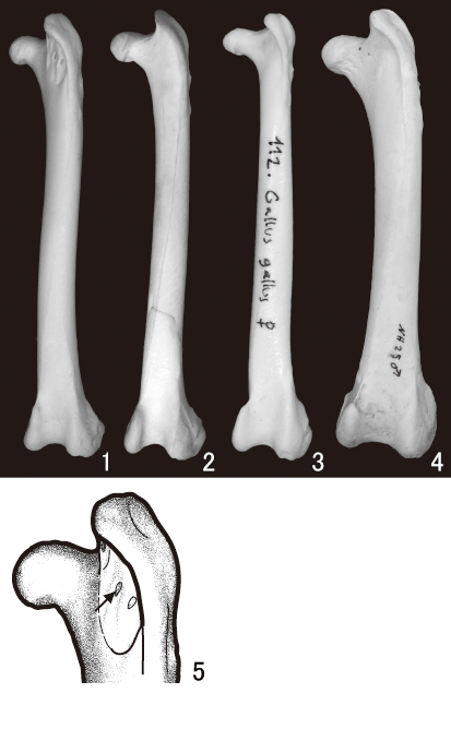 キジ・ヤマドリとニワトリの大腿骨の比較