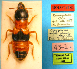 ムネアカオオキバハネカクシ Oxyporus rufus osawai (Holotype)