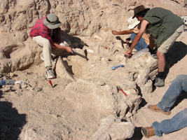 モンゴルでの国際恐竜化石発掘調査