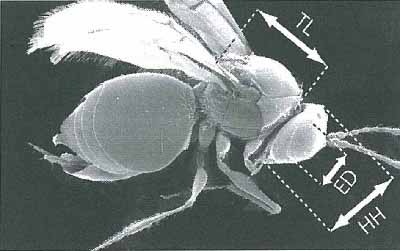 【研究：昆虫】ヤドリタマバチ　タイプ標本寄贈