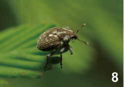 【研究：昆虫】収蔵昆虫標本を利用した研究論文