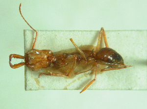 【研究：昆虫】オキナワアギトアリ　レクトタイプの指定