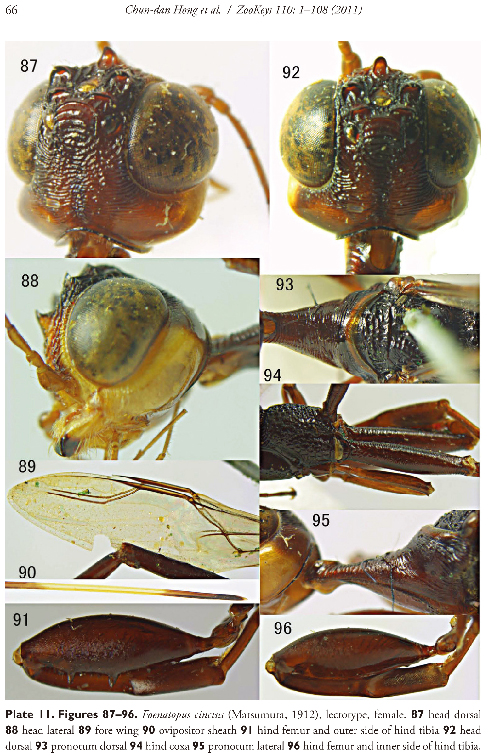 【研究：昆虫】ケツノヤセバチ：収蔵標本を利用した研究発表