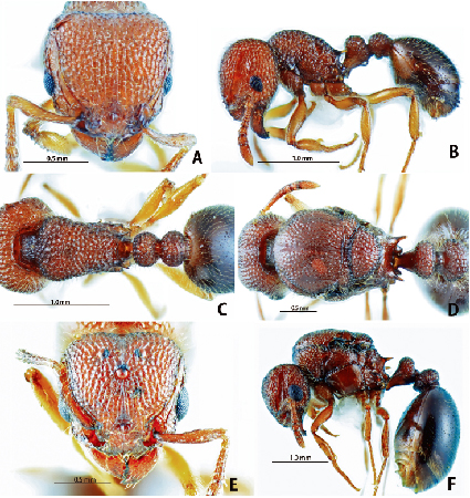 【研究：昆虫】シワアリの一種：パラタイプ標本の寄贈