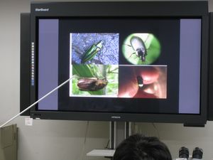 【活動報告】2011年11月26日(土)〜27(日)昆虫パラタクソノミスト養成講座（初級）