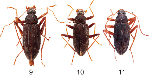 【研究：昆虫】オキナワクロオオクチキムシ：収蔵昆虫標本を利用した研究論文