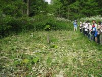 【6月16日開催】北大エコキャンパス観察会 −サクシュコトニ川沿いの遺跡・花・虫−