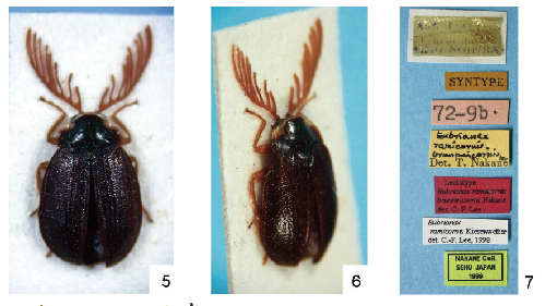 【研究：昆虫】キタマルヒラタドロムシ：収蔵標本を利用した研究発表