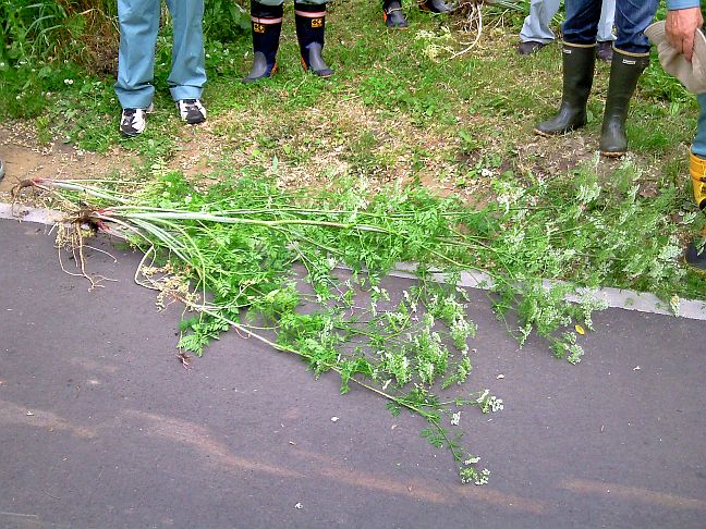 活動報告 2012年度 外来植物の駆除 ドクニンジン オオハンゴンソウ 北海道大学総合博物館