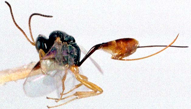 【研究：昆虫】ヒメバチ：収蔵昆虫標本を利用した研究論文