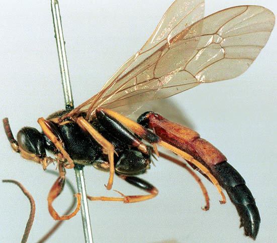 【研究：昆虫】ヒメバチ属：収蔵昆虫標本を利用した研究論文