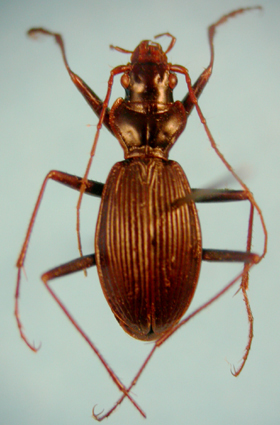 【研究：昆虫】マルクビゴミムシ：所蔵昆虫標本を利用した研究論文