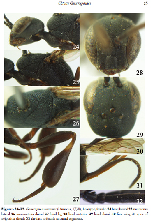 【研究：昆虫】ヤセバチ上科：収蔵昆虫標本を利用した研究論文