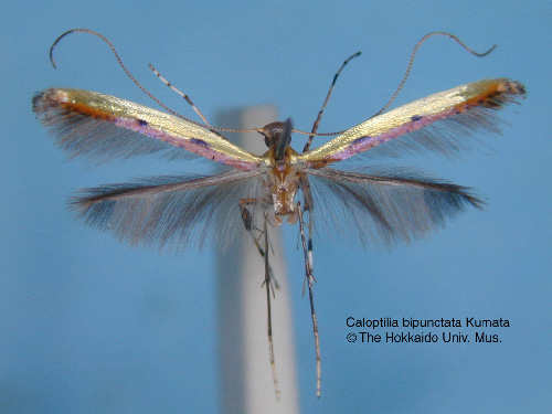 【研究：昆虫】ホソガ科：収蔵昆虫標本を利用した研究論文