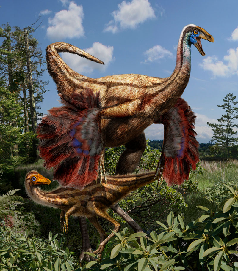 研究 古生物 北米大陸初の羽毛恐竜の発見と鳥類の翼の起源を解明