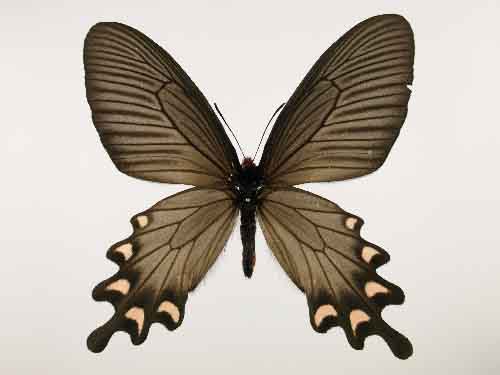 【研究：昆虫】プルトニウスジャコウアゲハ；収蔵標本を利用した研究論文