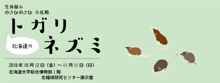 生体展示「小さな小さなホ乳類 北海道のトガリネズミ」