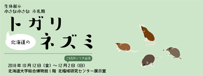 【会期延長】生体展示「小さな小さなホ乳類  北海道のトガリネズミ」