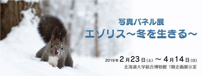 「写真パネル展 エゾリス~冬を生きる~」